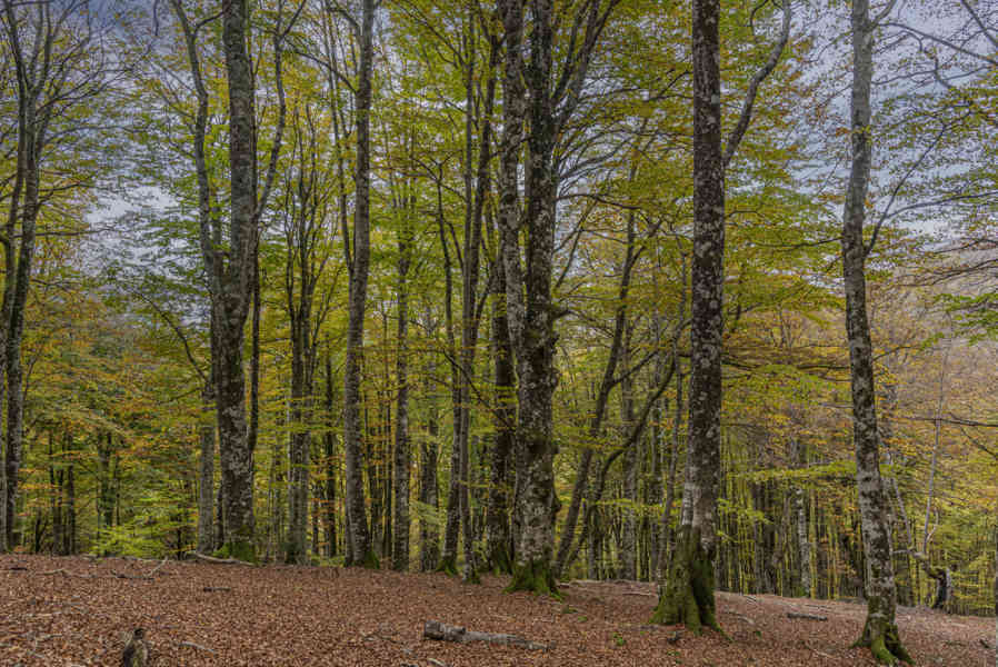 Comunidad Foral de Navarra 115 - Selva de Irati.jpg